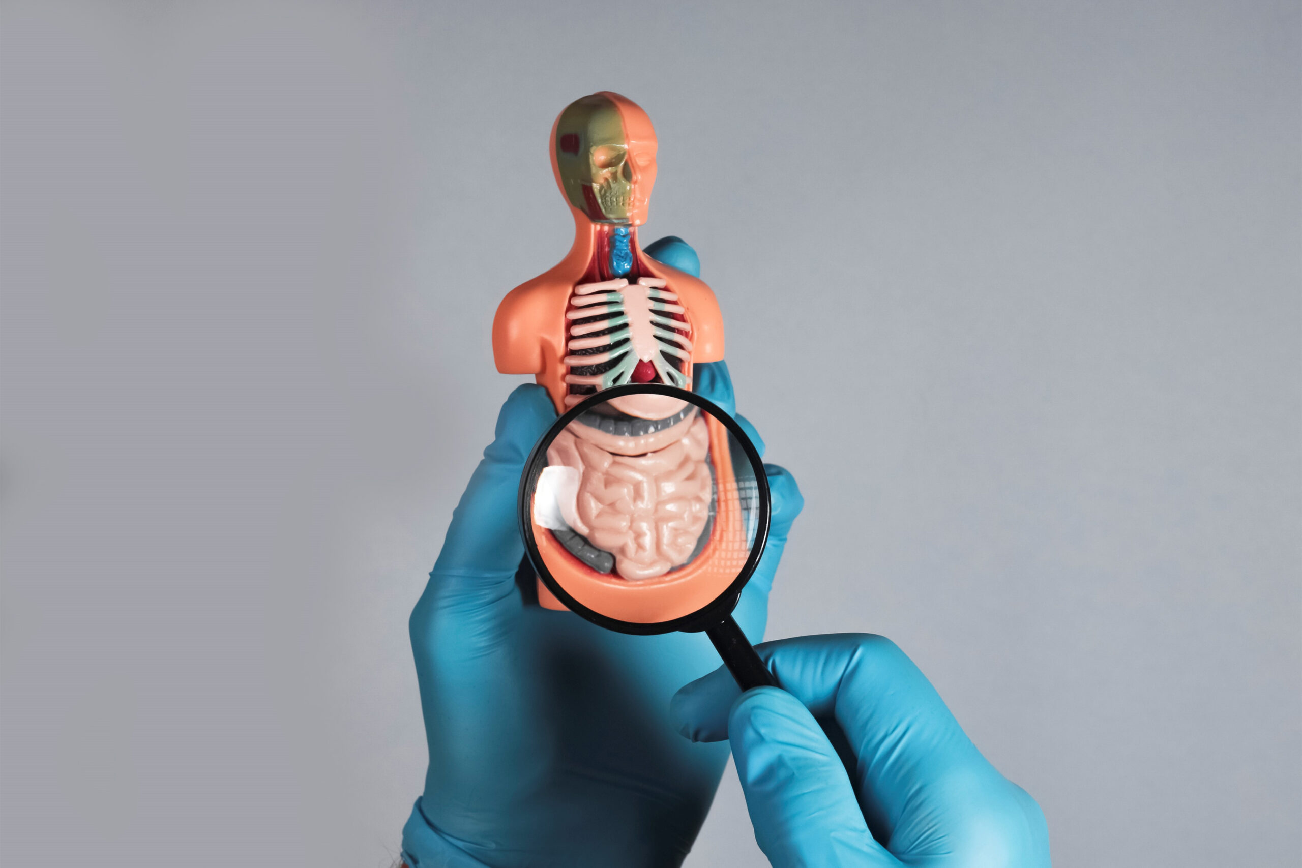 A gloved hand holds a magnifying glass to a miniature model of the human body focusing on the gastrointestinal system.