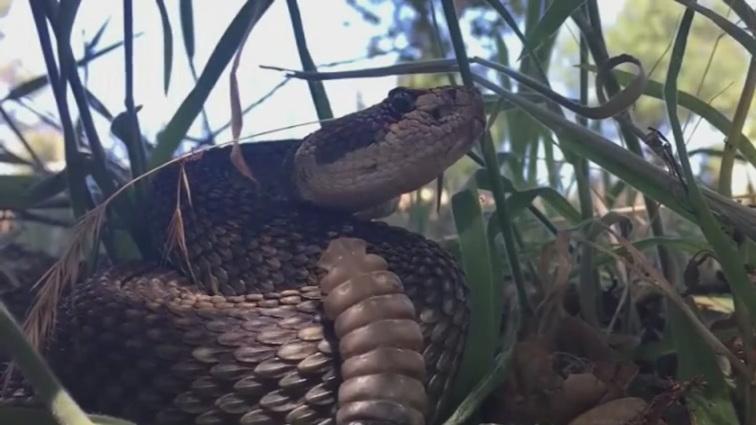 Rattlesnake Sightings Across Sacramento Region Slither Up Into Memorial Day Weekend - CBS Sacramento