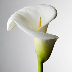 Freddie Shedd |  Obituary |  Terre Haute Tribune Star