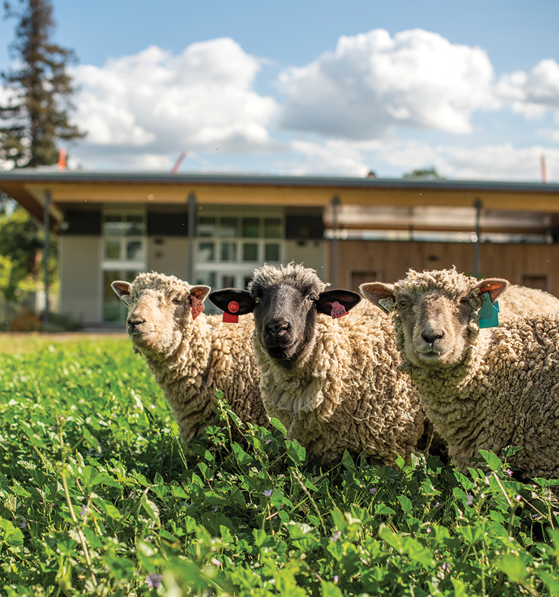food literacy center sheep
