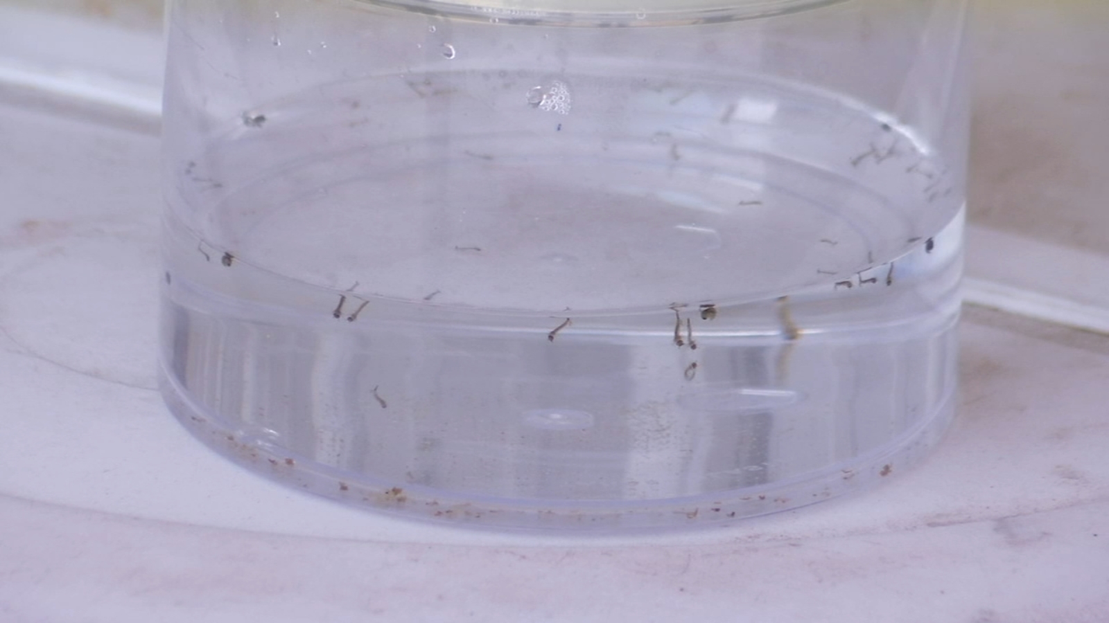 West Nile Virus detected in Kings County, officials say