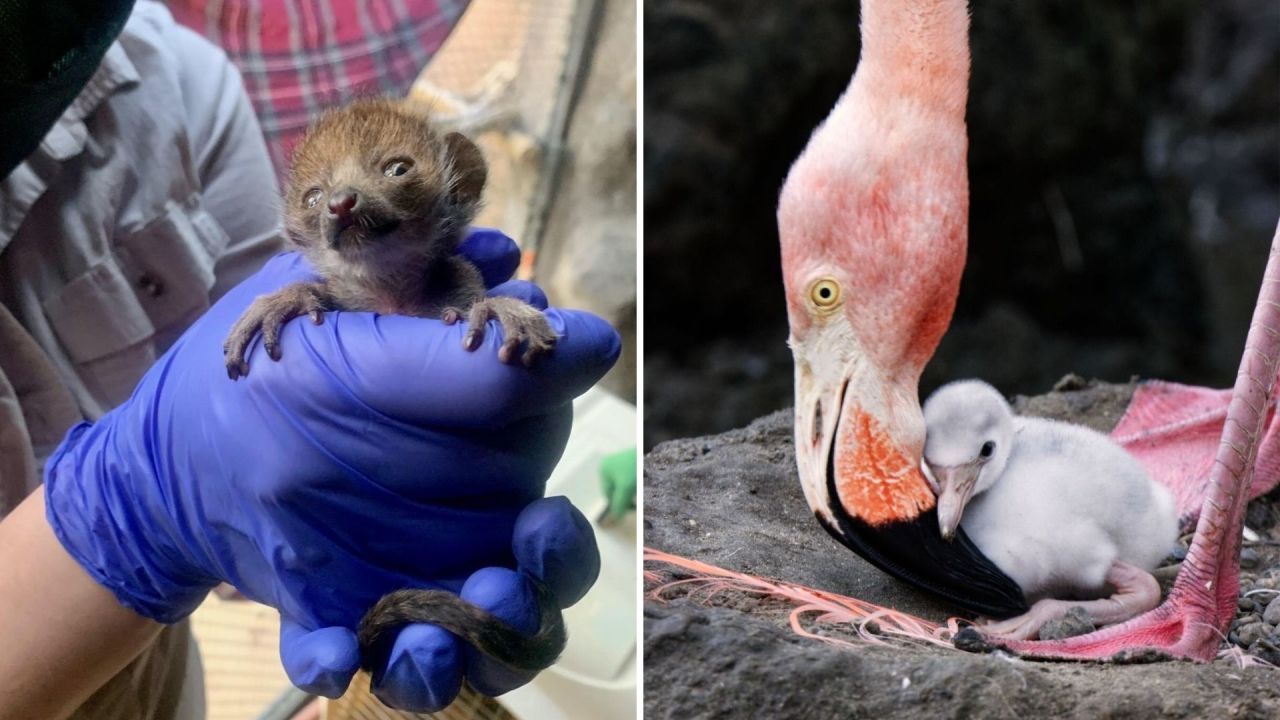 Sacramento Zoo welcomes flamingo chick and baby mongoose lemur