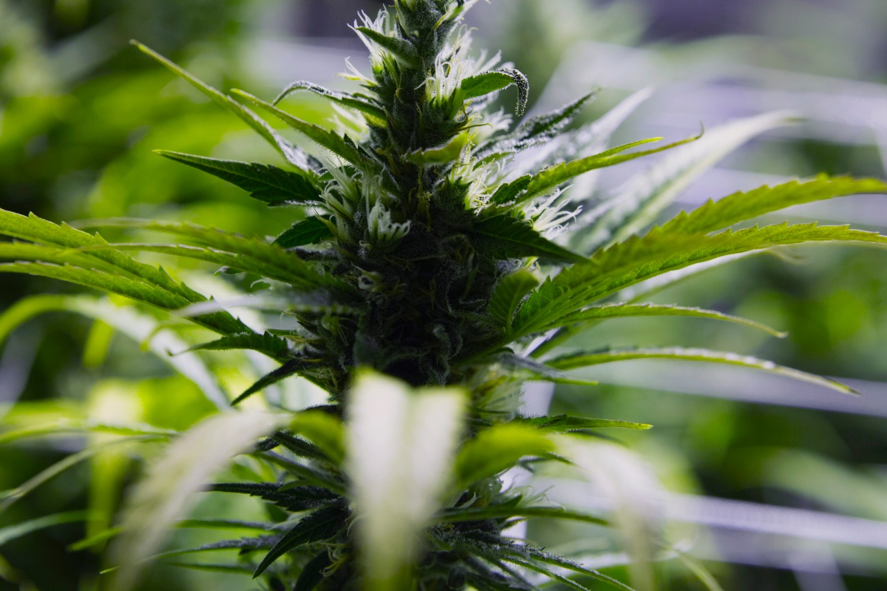 Modesto man in prison for growing marijuana in national forest