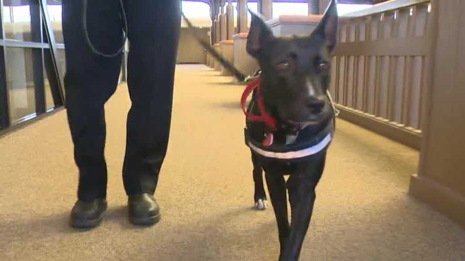 Sacramento Fire's new support K-9 helps first responders