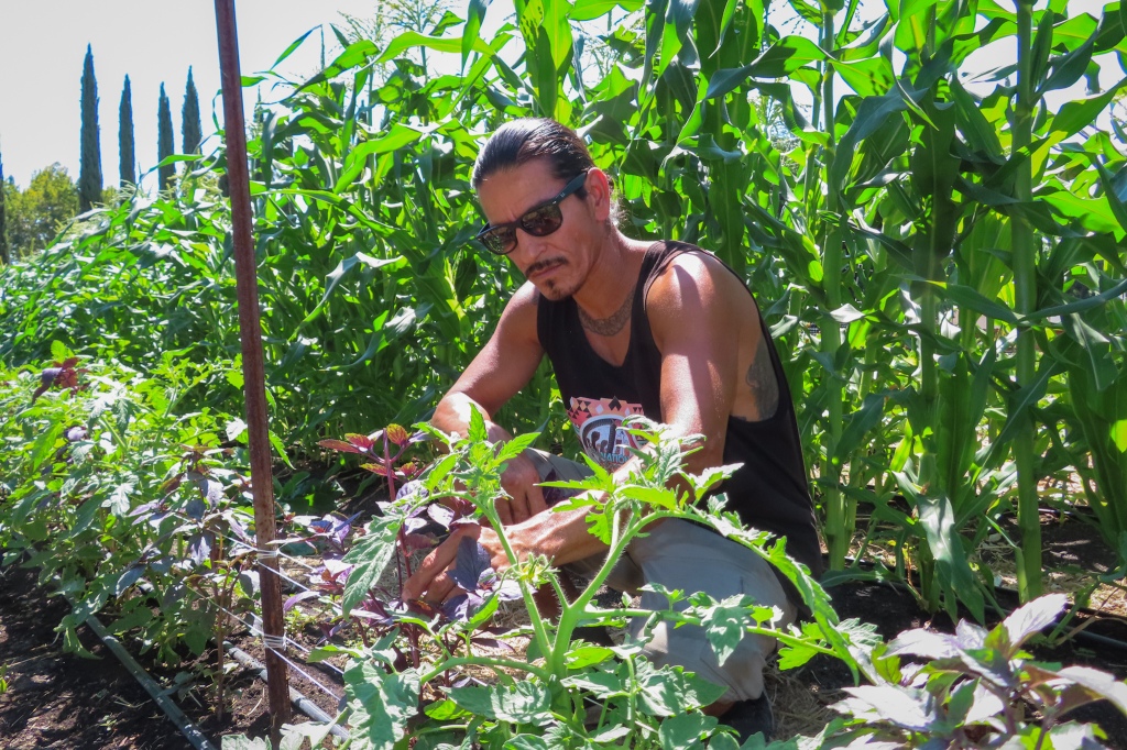 West Sacramento's Three Sisters Gardens aims to connect community through food - Daily Democrat