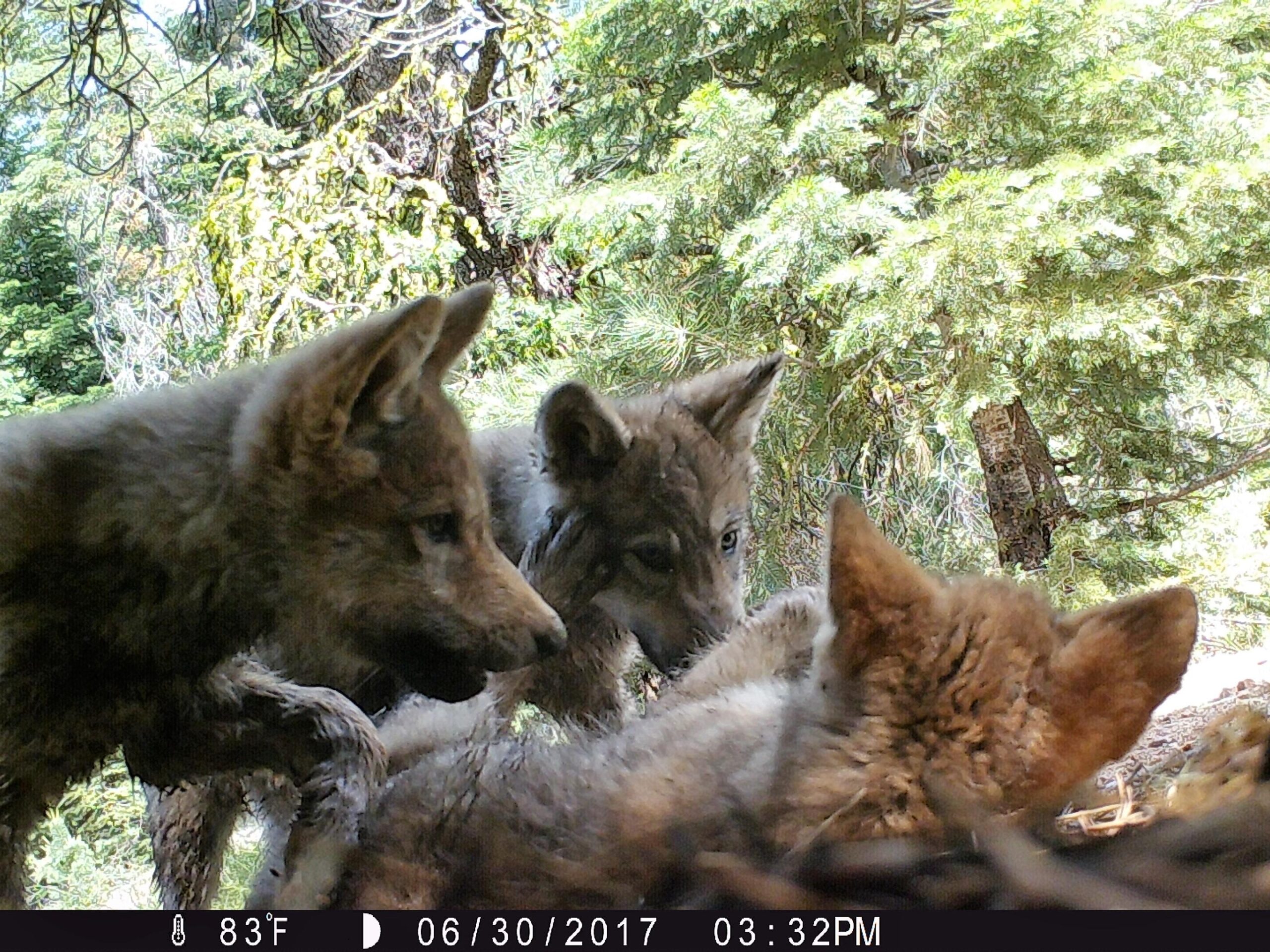 California School Safety |  North Sacramento Organizations Overcome 'Neglect' |  Northern California Wolf Pups