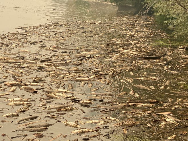 Tens of thousands of fish of multiple species perished after debris flows from the McKinney Fire caused dissolved oxygen on a section of the Klamath River drop to zero for four hours.