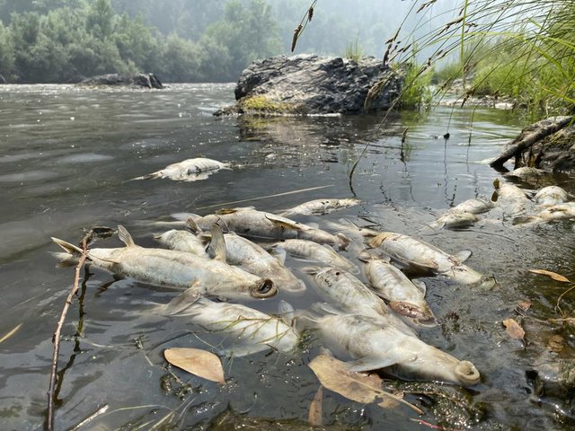 The LA way: Killing a few fish in SoCal is no-no to secure water but massive fish kills in Delta are OK