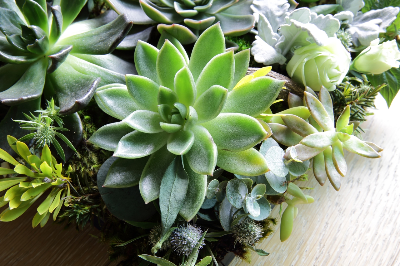 Up to $2K for water-efficient landscaping in Fresno