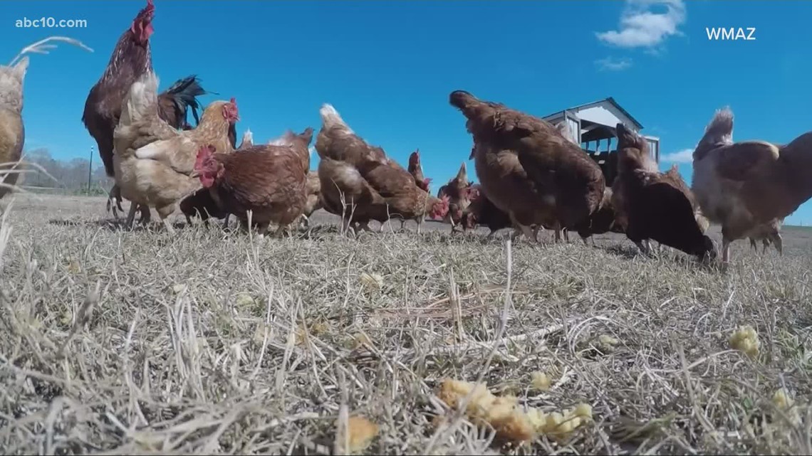 California Poultry Federation, farmers concerned about bird flu outbreak in Sacramento County