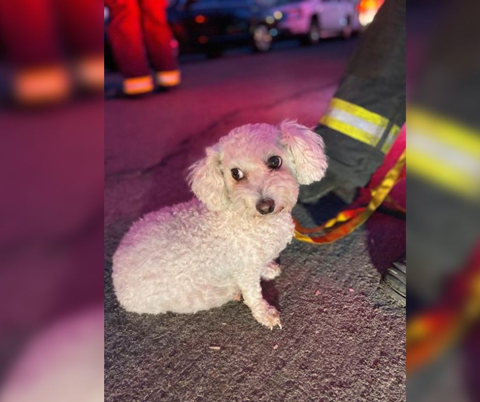 Dog escapes from Sacramento house fire