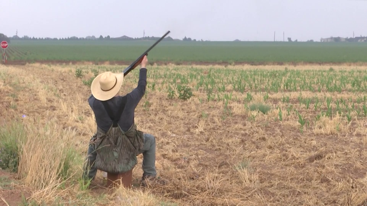 Dove hunting season preparations underway in Fresno County