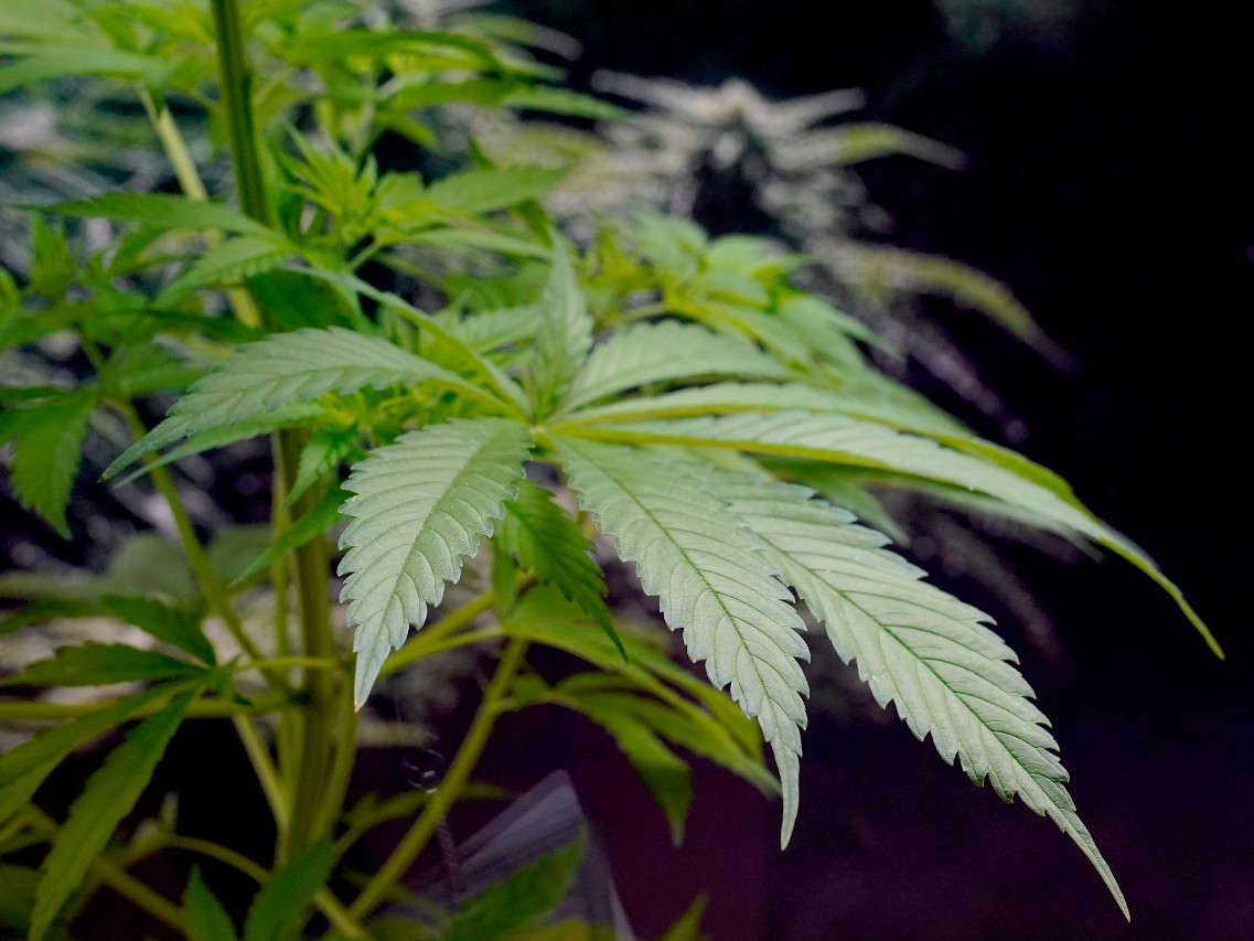 Sacramento revamps cannabis enforcement system after facing dozens of lawsuits, racism allegations