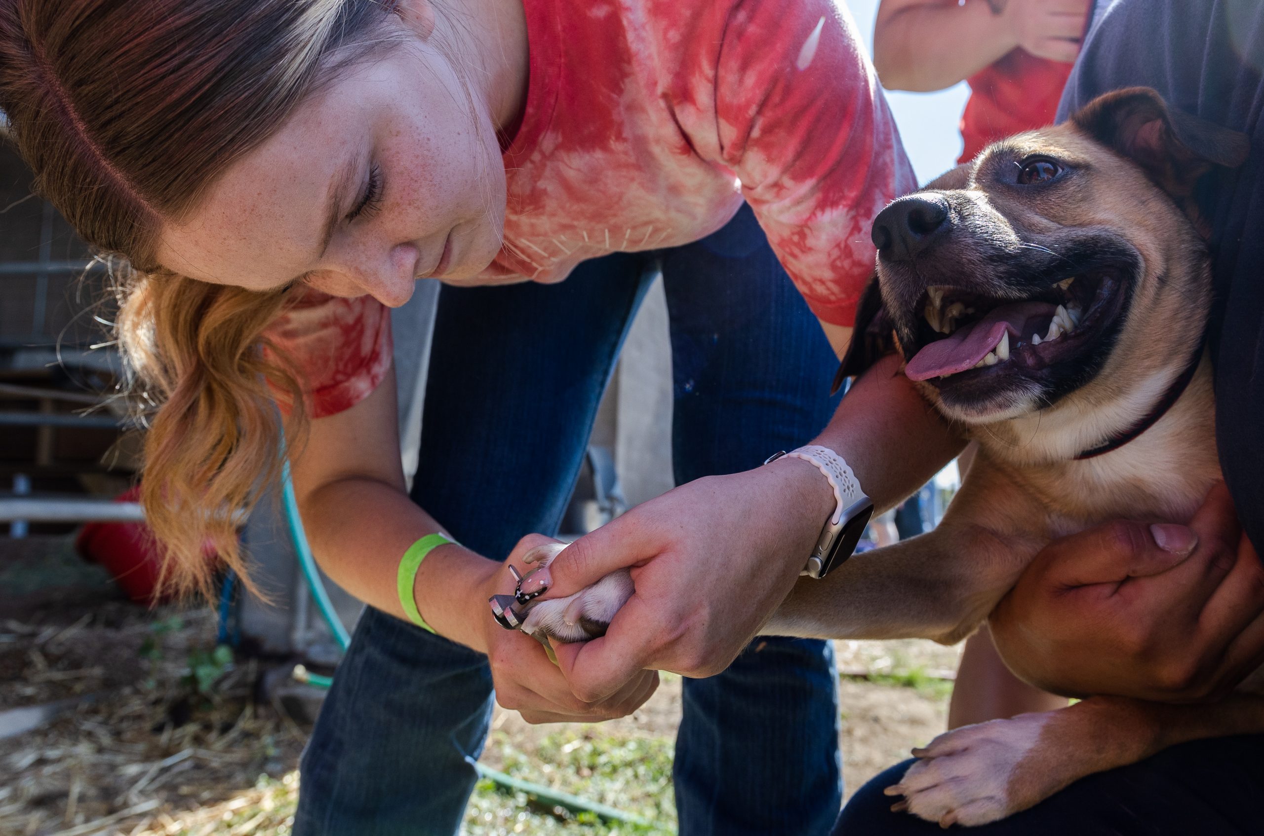 Pre-Vet Club provides the community with low-cost dog wash at Fresno State