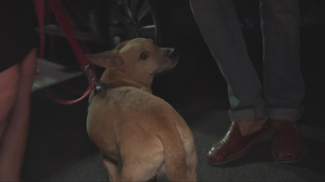 Midtown family dog attacked by encampment dog near freeway underpass