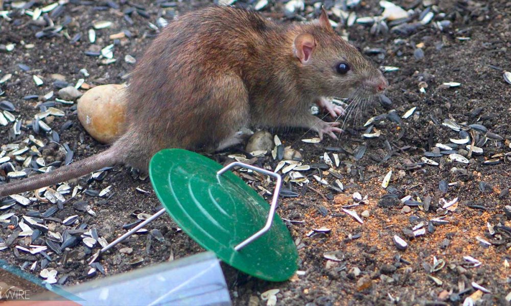 SF Rat Infestation Provides a Lesson for Fresno Residents - GV Wire