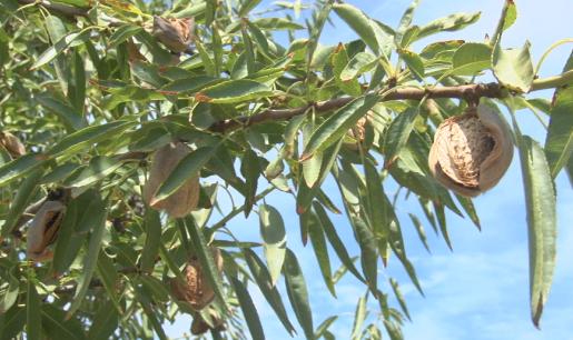 Fresno County no longer top agricultural producer in nation