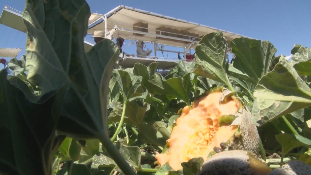 Kern, Tulare counties push past Fresno in ag producer ranking
