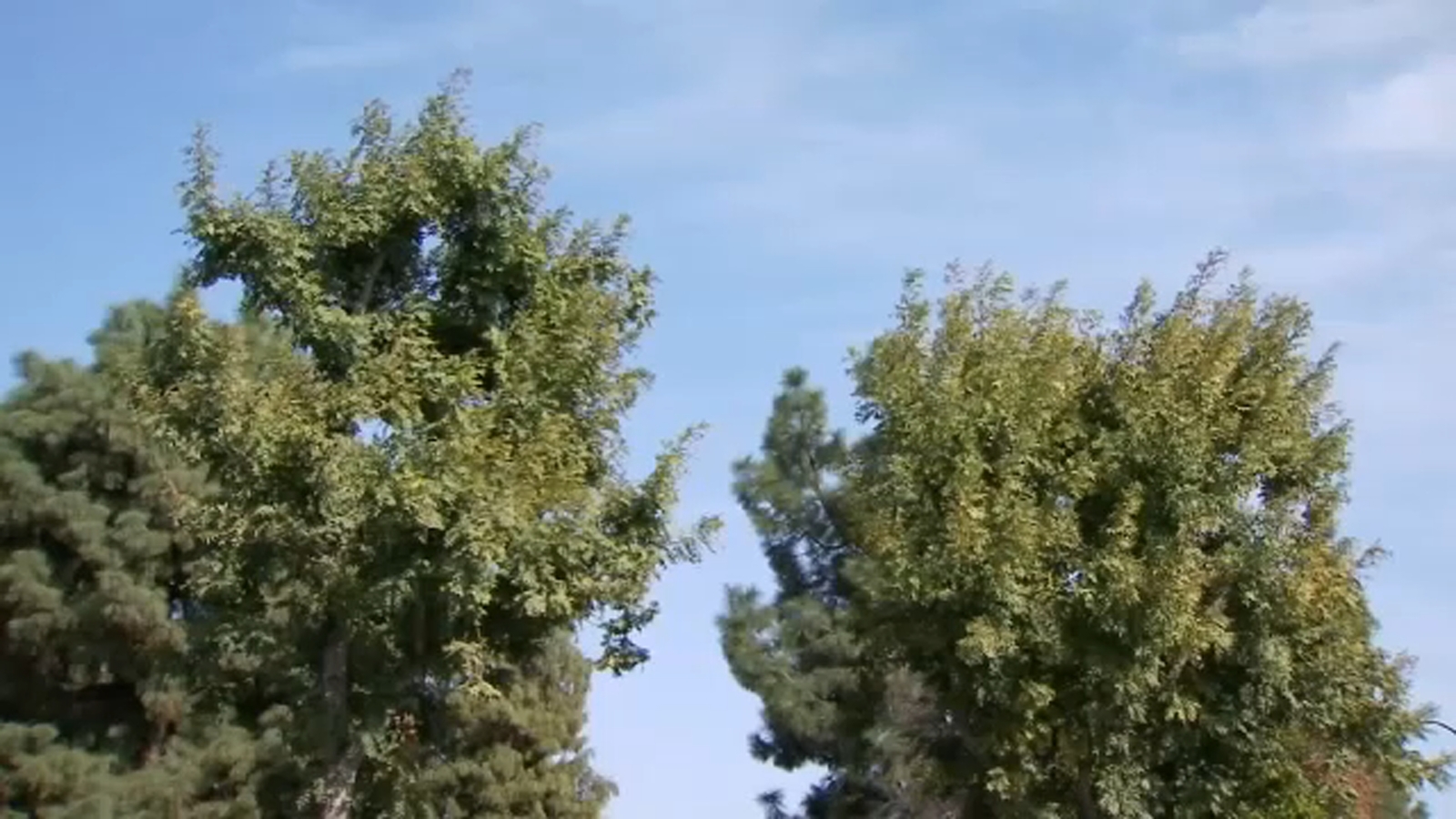 Expert says changing seasons bring on autumn allergies