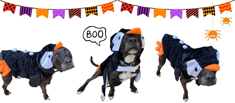 sac spca Pawsome Pupkin Party