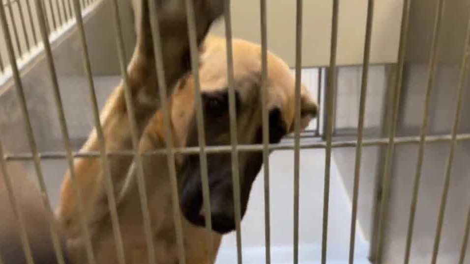 Donor helps to make free animal adoptions available at Modesto shelter