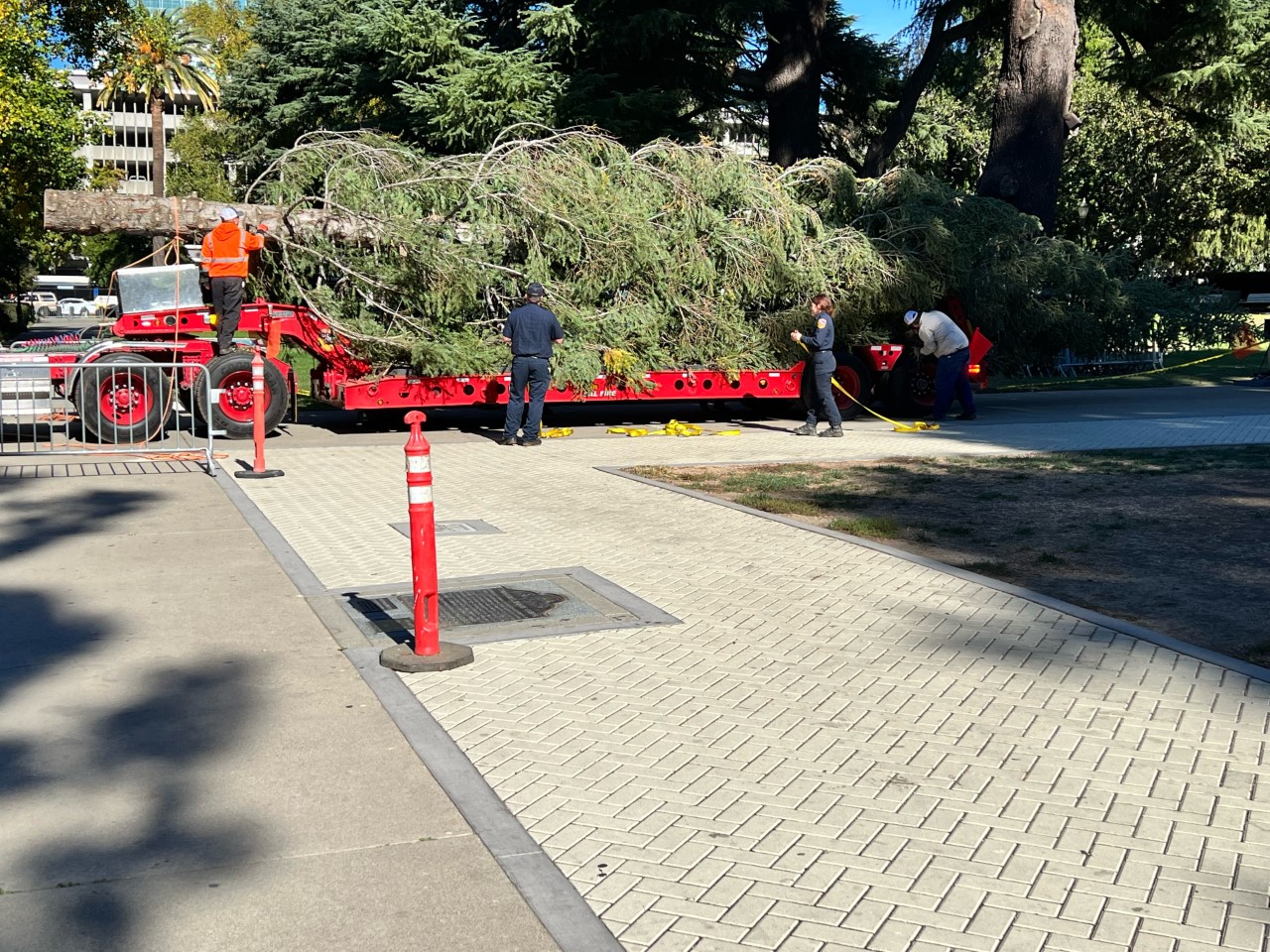 Capitol Christmas tree arrives in Sacramento