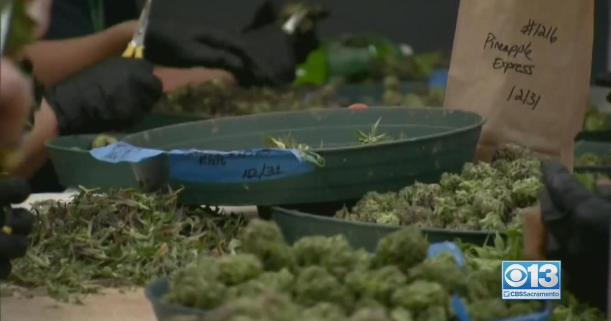 City offers help to Sacramento-area marijuana businesses amid rising crime