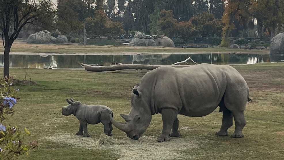 Fresno Chaffee Zoo Welcomes Baby Rhino To The Family
