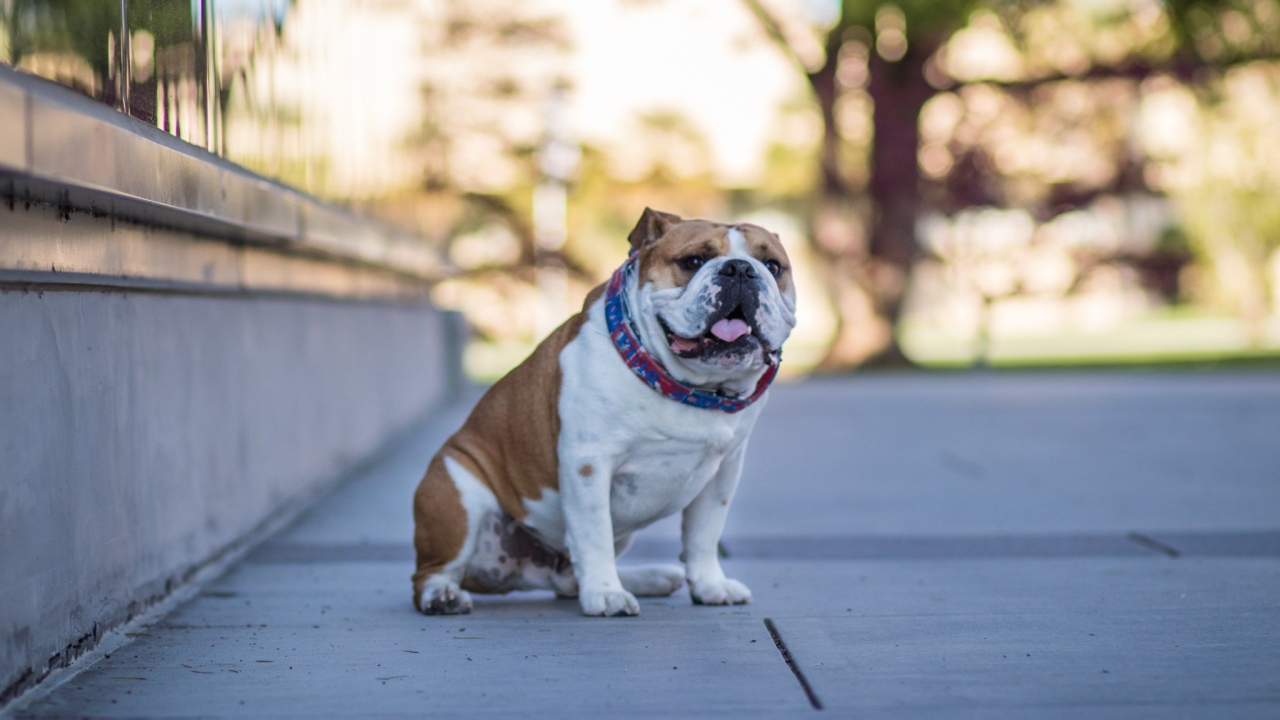 Victor E. Bulldog getting ready to 'pass the collar' at Fresno State