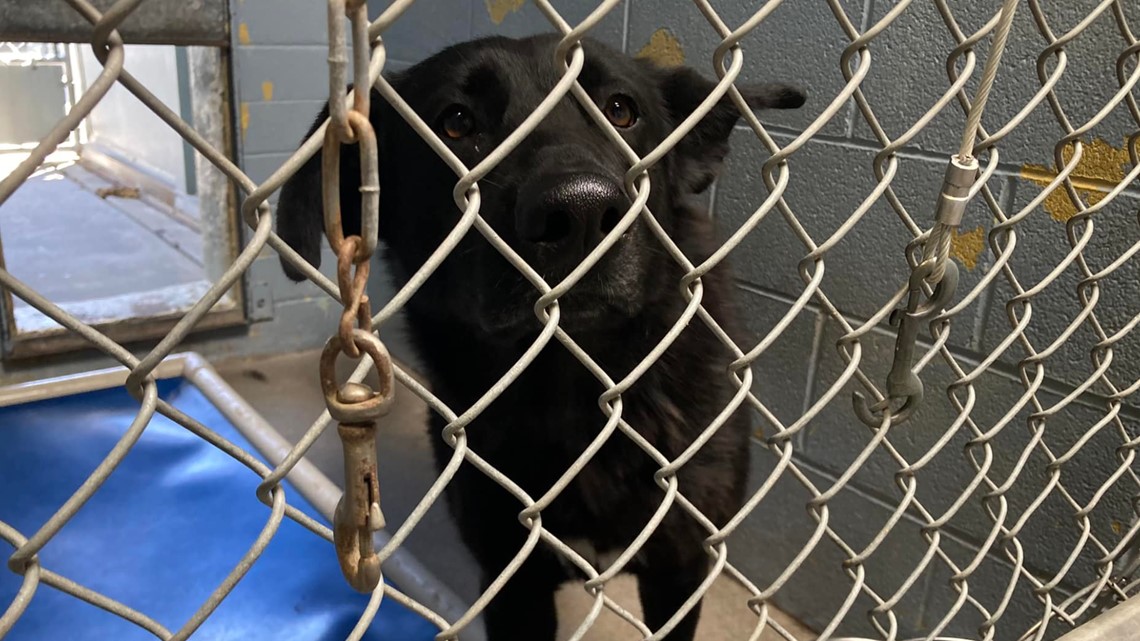 Stockton animal shelter facing 'beyond critical' overcapacity