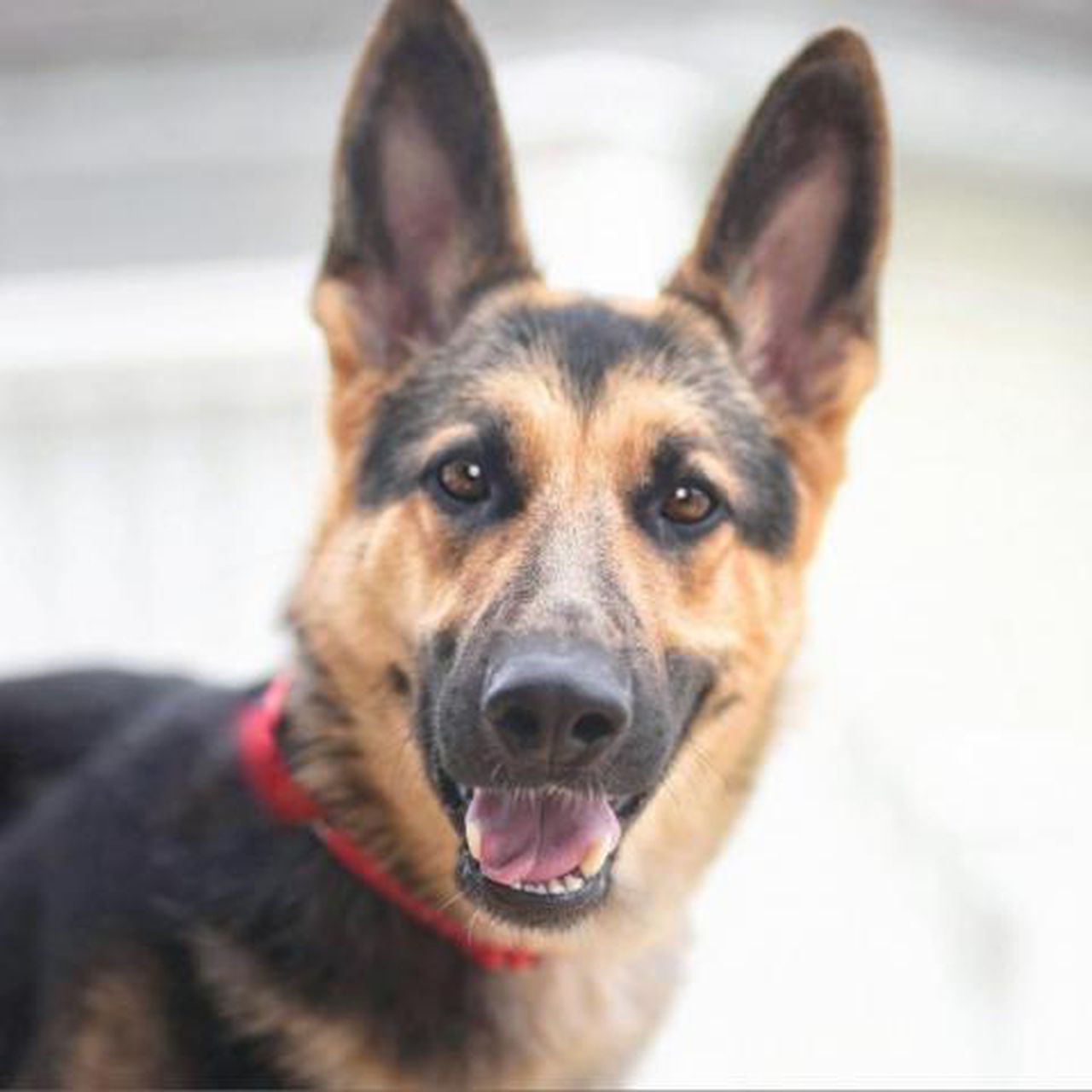 Zeppelin's going to California: Sacramento woman's dog, missing for 14 months, found in Kansas