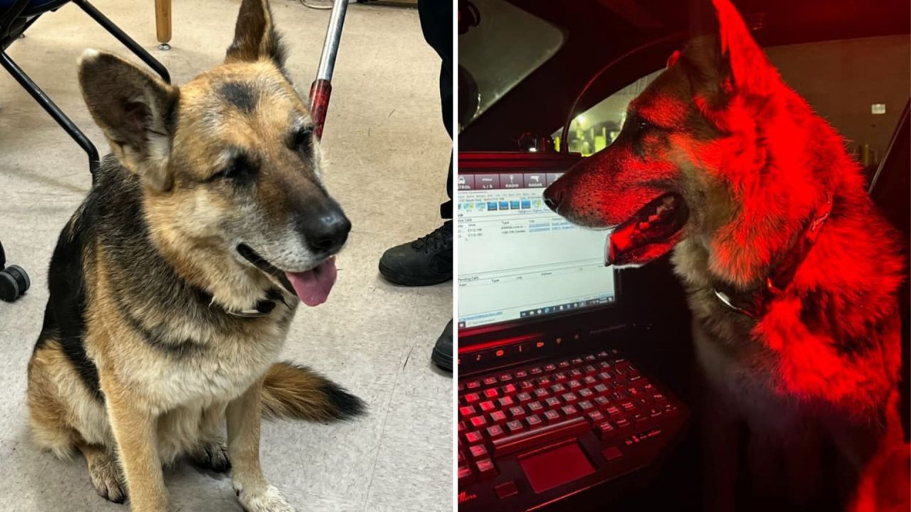 CHP officer cares for lost dog found on Christmas Eve