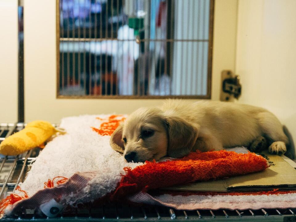 Stockton animal shelter turns to low-cost services to decrease pet retention |  Edy zoo