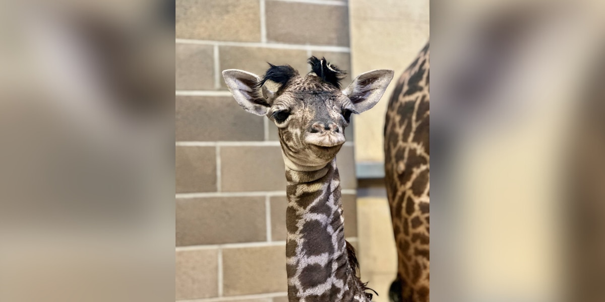 Baby giraffe born at Sacramento Zoo